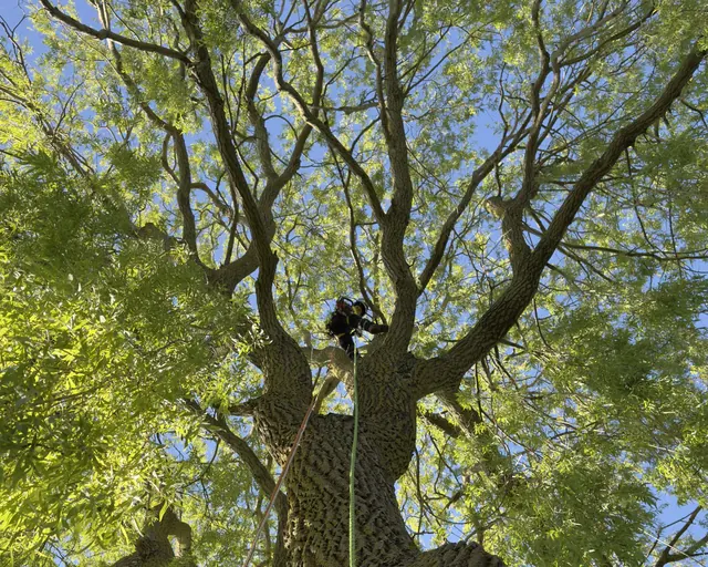 Arborist klättrar högt upp i en stor gammal lövträdskrona