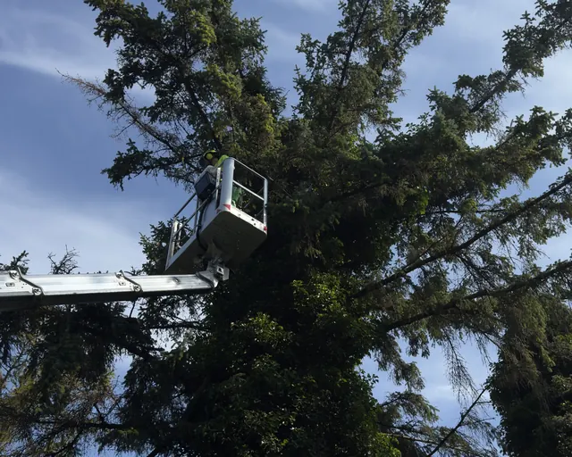 Skyliftkorg uppe i en stor gran under sektionsfällning