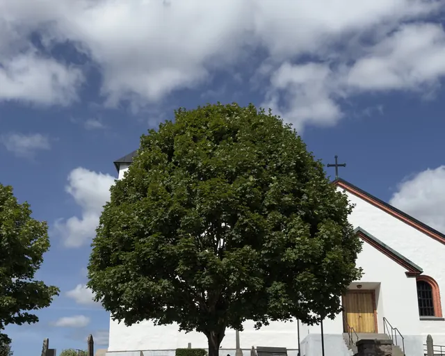 Stort lövträd med tät krona framför en vit byggnad