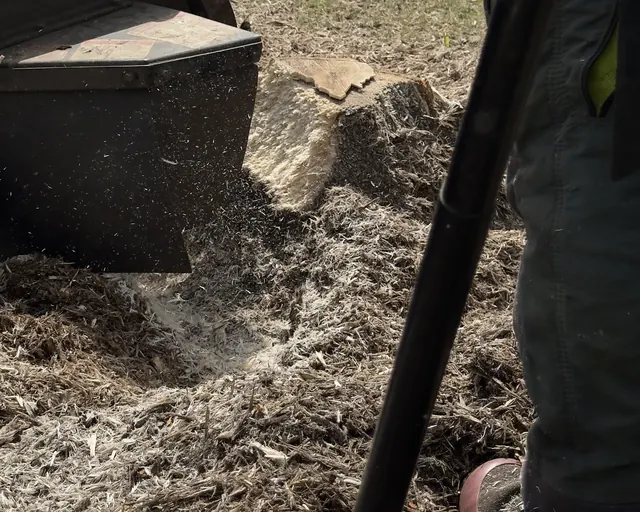Stubbfräs och flis vid en nyss fräst stubbe
