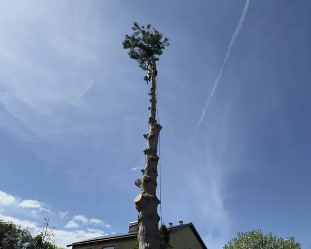 Hög tall nedkapad i sektioner med bara toppen kvar, nära ett bostadshus