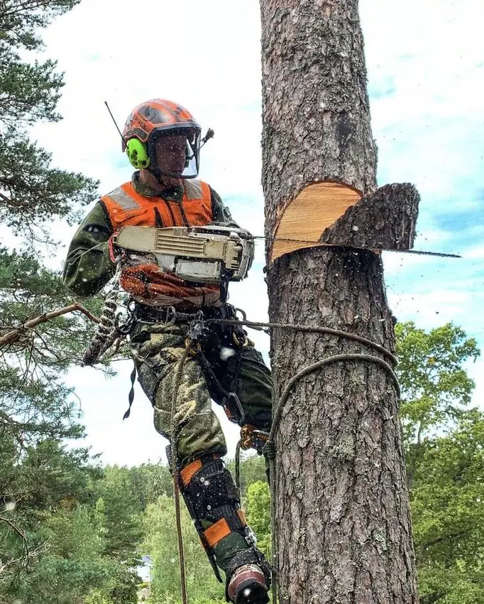 Trädfällning i Stockholm – arborist klättrar i träd