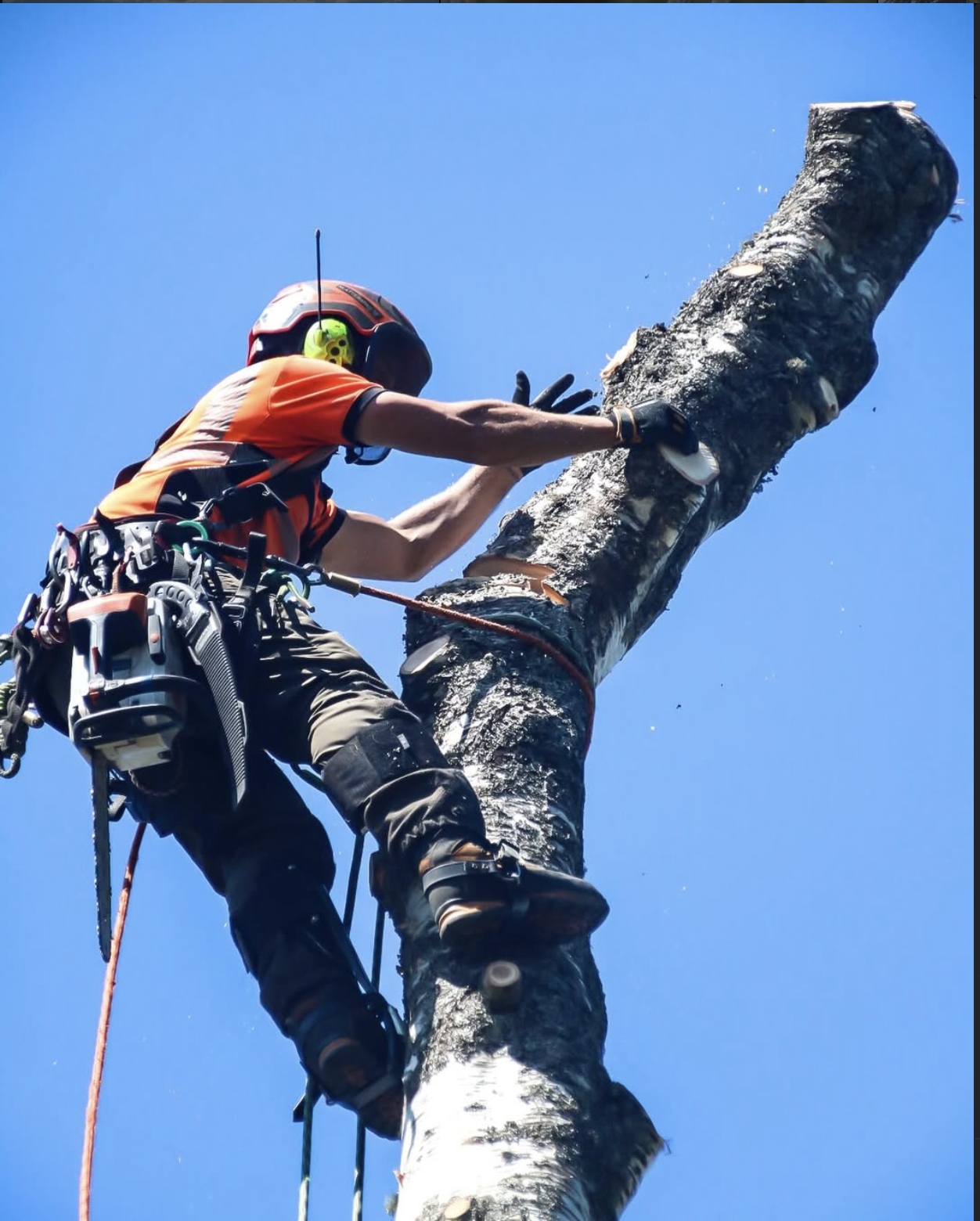 Sektionsfallning av stort trad nara bostadshus