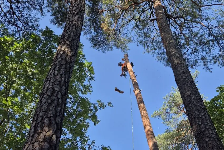 Stubbfräsning efter trädfällning på villatomt